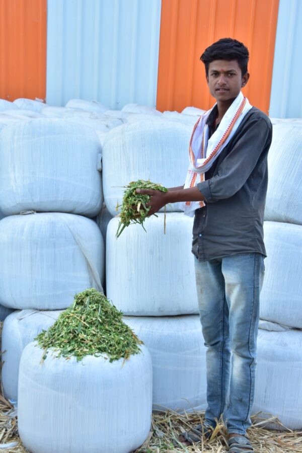 Silage Production in TabelaWala