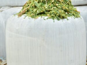 Silage Production in TabelaWala