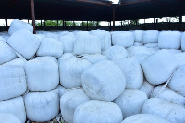 Silage Production in TabelaWala