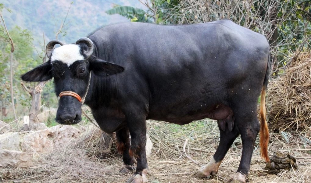 मुर्रा भैंस (Murrah Buffalo)