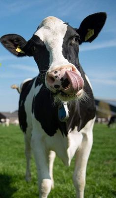 HF गाय (Holstein Friesian Cow)